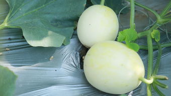 匯泉農(nóng)業(yè) 農(nóng)副產(chǎn)品收購(gòu)的專(zhuān)業(yè)力量，為何你還不知道？