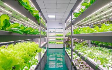 央媒探秘LED植物照明培育航天員食用蔬菜